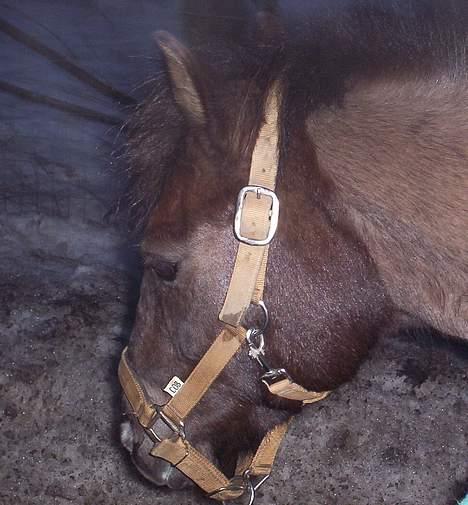 Gotlandsruss Nike  part - det smar godt  billede 16