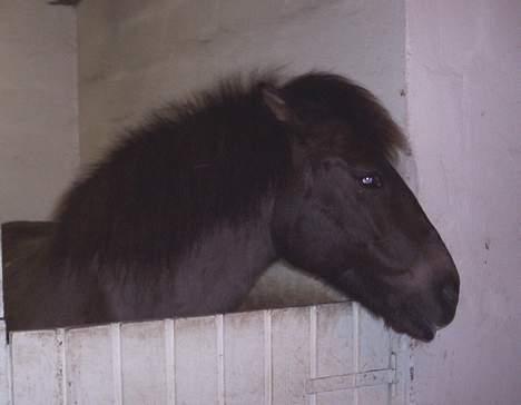 Gotlandsruss Nike  part - mette gå du  bider billede 18