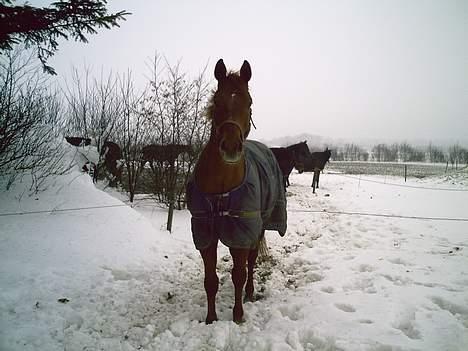 Dansk Varmblod Azarro Z RIP - 25 februar 2007 billede 13