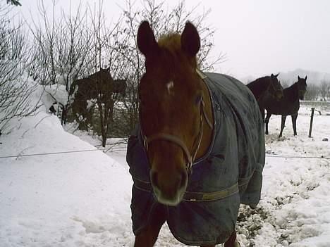 Dansk Varmblod Azarro Z RIP - 25 februar 2007 billede 15