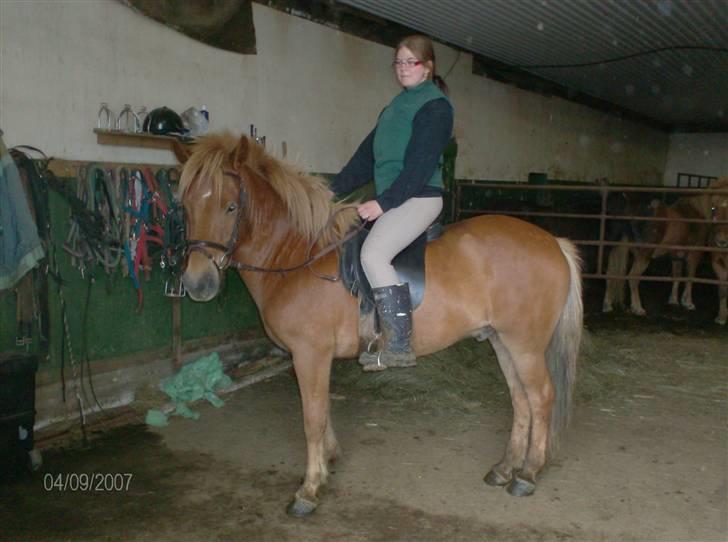 Islænder Stjarni fra Ólafssvöllum - havde lige redet en dejlig tur^^ billede 11