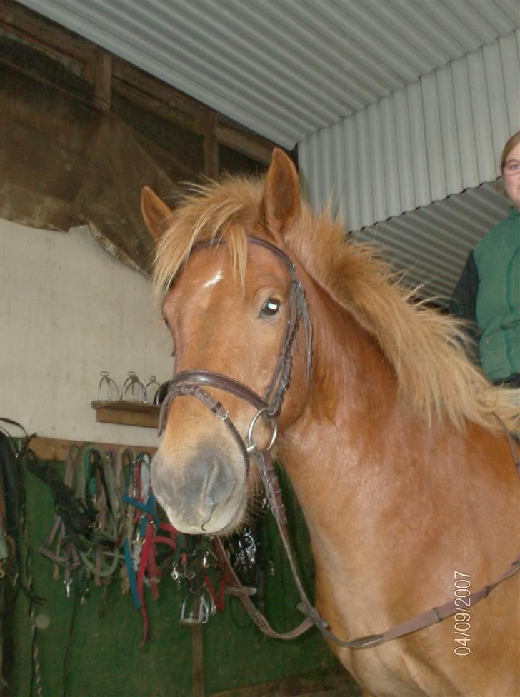 Islænder Stjarni fra Ólafssvöllum - hovedbillede^^ billede 12