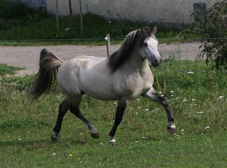 Anden særlig race Roosgårdens Cornelius - Fotograf: Mig selv billede 7