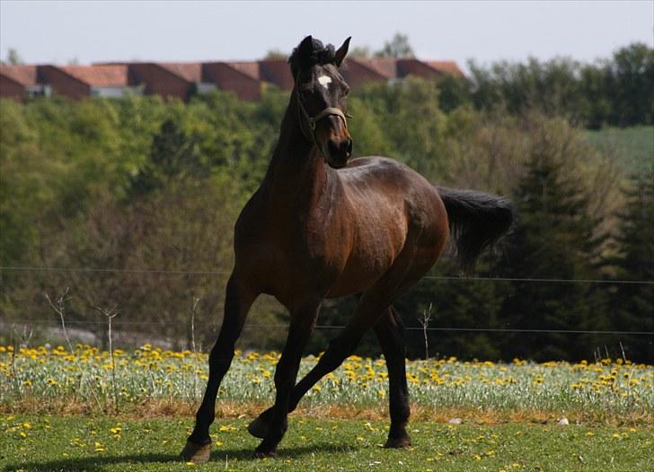 Anden særlig race Lestat †  billede 1