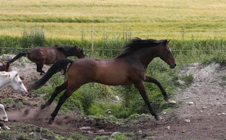 Anden særlig race Lestat †  billede 2