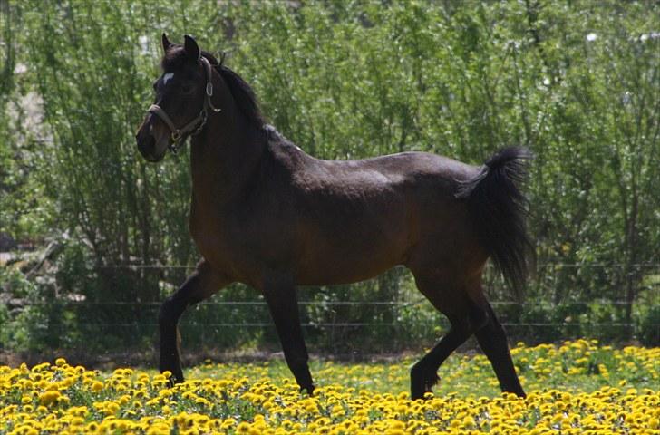 Anden særlig race Lestat †  billede 3