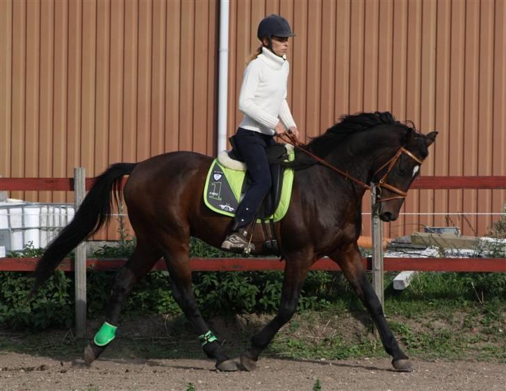 Anden særlig race Lestat †  billede 4