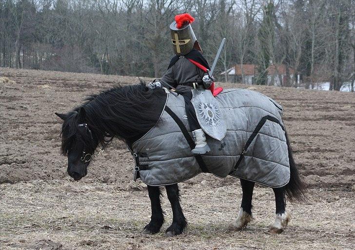 Welsh Cob (sec D) Åvangs Chess - Fotograf: Mig selv.. billede 2