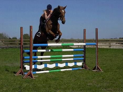 Dansk Varmblod Laura - Træning i sommers 2006 billede 16