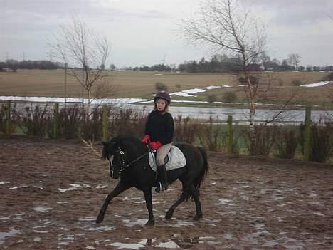 Welsh Mountain (sec A) Dorthealyst Rachel *solgt* - Celina og Rachel billede 17