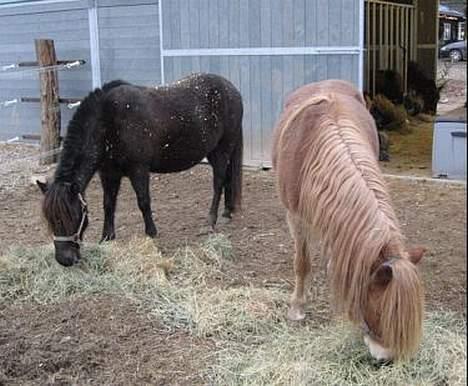 Gotlandsruss Maja (DØD) - Maja og GSF Patriot Pan billede 18
