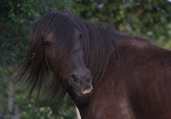 Welsh Cob (sec D) Åvangs Chess - Sådan ser man ud, hvis andre kigger på ens foderkrybbe ;) billede 4