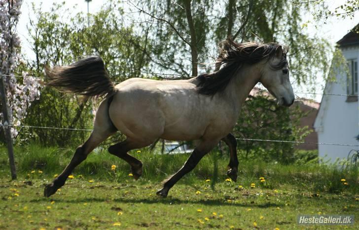 Anden særlig race Roosgårdens Cornelius - Fotograf: Anne Cecilie Gormsen billede 3