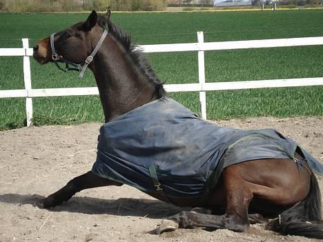 Anden særlig race Little Man Tate - Velkommen til Tates profil, læg gerne en stemme og en kommentar ;o) billede 1