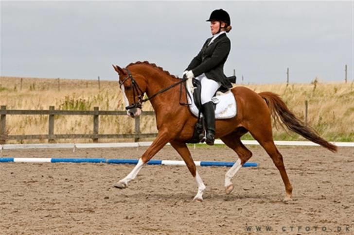 Tysk Sportspony Magic Boy B-Pony solgt - Magic til årets første stævne billede 1