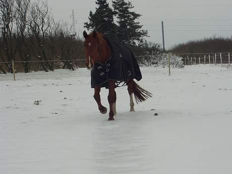 Dansk Varmblod May Julaga R.I.P - arhhh det farlige sne uhyre!!!! billede 12