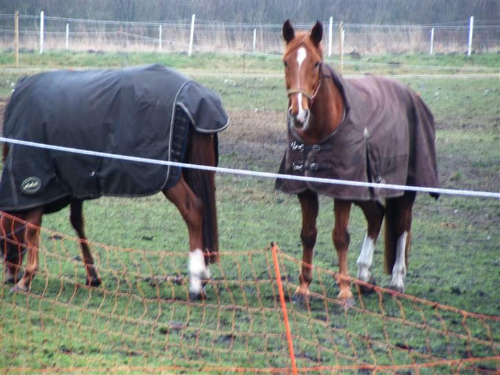 Dansk Varmblod May Julaga R.I.P - lille PH og May Julaga billede 13