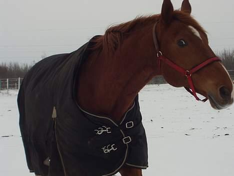 Dansk Varmblod May Julaga R.I.P - Mit lille vilddyr :p!!! billede 14