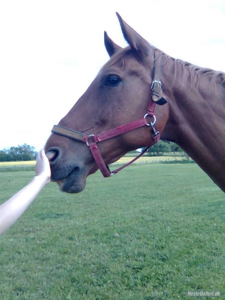 Dansk Varmblod May Julaga R.I.P billede 15