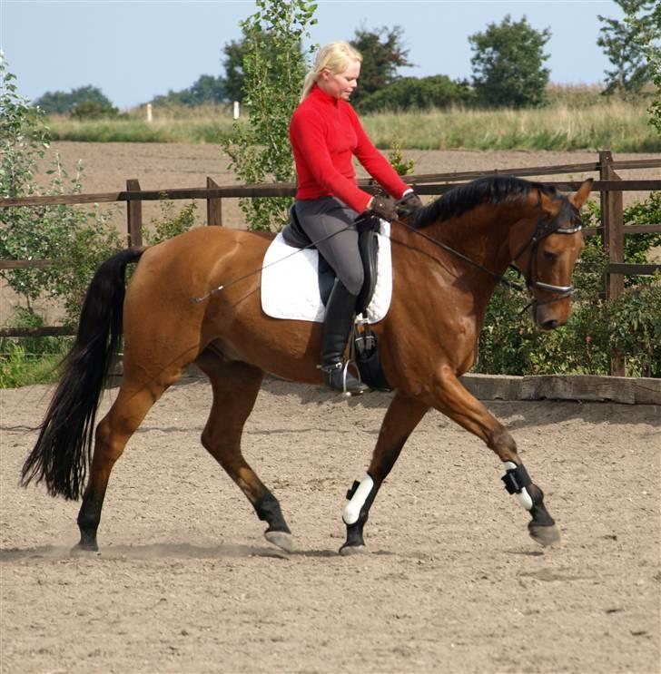 Dansk Varmblod Canut-B SOLGT - D.19 sep 2008 billede 4