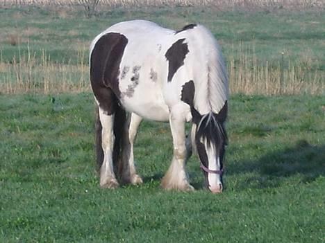 Tinker Chika Cherie - uhm græs billede 1