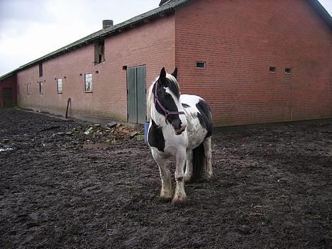 Tinker Chika Cherie - har lige fået øje på hunden billede 3