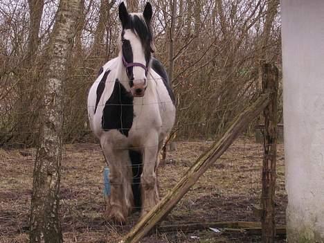 Tinker Chika Cherie - står lige og gemmer mig i "skoven" billede 5