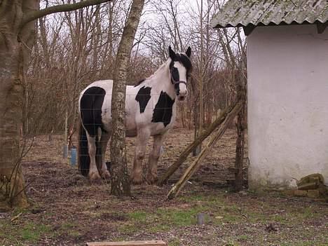 Tinker Chika Cherie - ja jeg har sey dig du kan godt komme og lukke mig ind billede 6