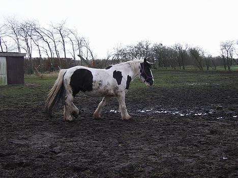 Tinker Chika Cherie - dejligt endeligt noget ordenligt muder og rulle sig i billede 7