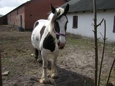 Tinker Chika Cherie - står lige og sover billede 8