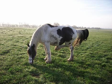 Tinker Chika Cherie - dumme fluer de killer min tykke mave billede 9