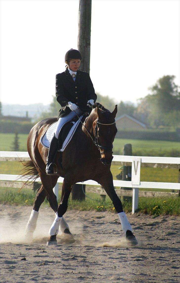 Dansk Varmblod Dijon - Stævne på RVV. LA2 d. 6/5 2011. Foto Karen Ramlau. billede 5
