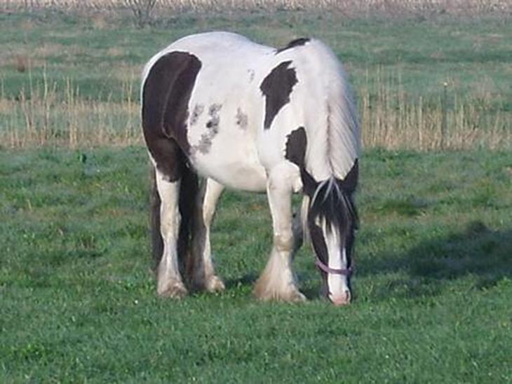 Tinker Chika Cherie - uhm græs billede 1