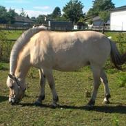 Fjordhest Nikka