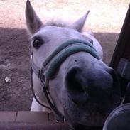 Anden særlig race Archibald <3