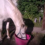 Anden særlig race Archibald <3