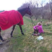 Dansk Varmblod Bæklunds ferrari