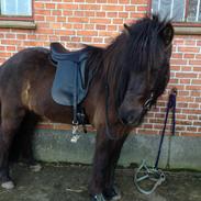 Islænder Galdur fra Teglborg