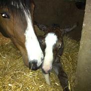 Dansk Varmblod Chara