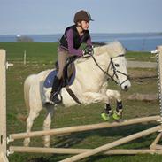Welsh Pony (sec B) *Lille Hvid <3 R.I.P
