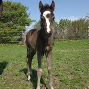 DSP Stald Hove's Grosjean