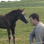 DSP Stald Hove's Grosjean