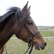 Anden særlig race Jasmin