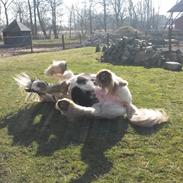 Irish Cob Disney