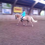 Tyroler Haflinger Angels Eyes