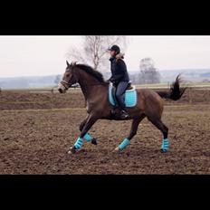 Palomino Østrupgårds Coco Chanel