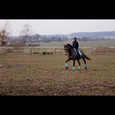 Palomino Østrupgårds Coco Chanel