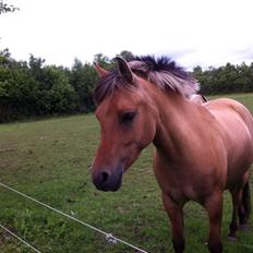 Anden særlig race Malou