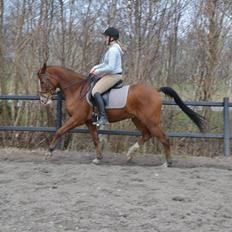 Arabisk fuldblod (OX) Raketten (Rooster) *Ponydyret*