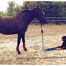 Traver New S (Daisy) R.I.P